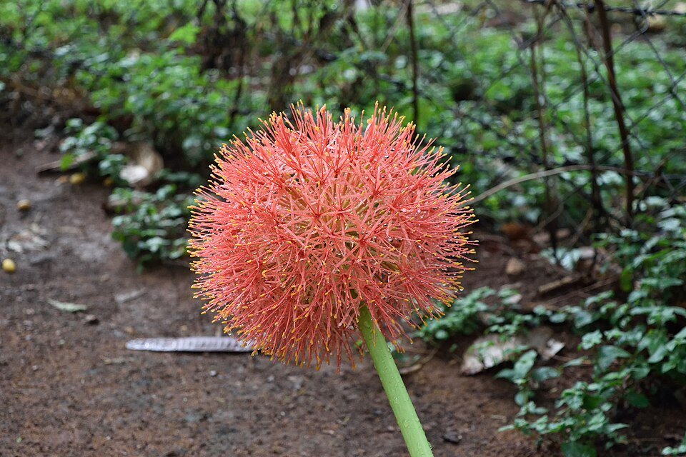 African Blood Lily
