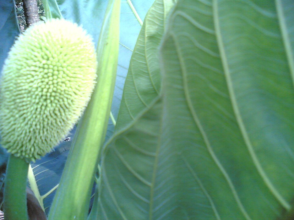 African Breadfruit