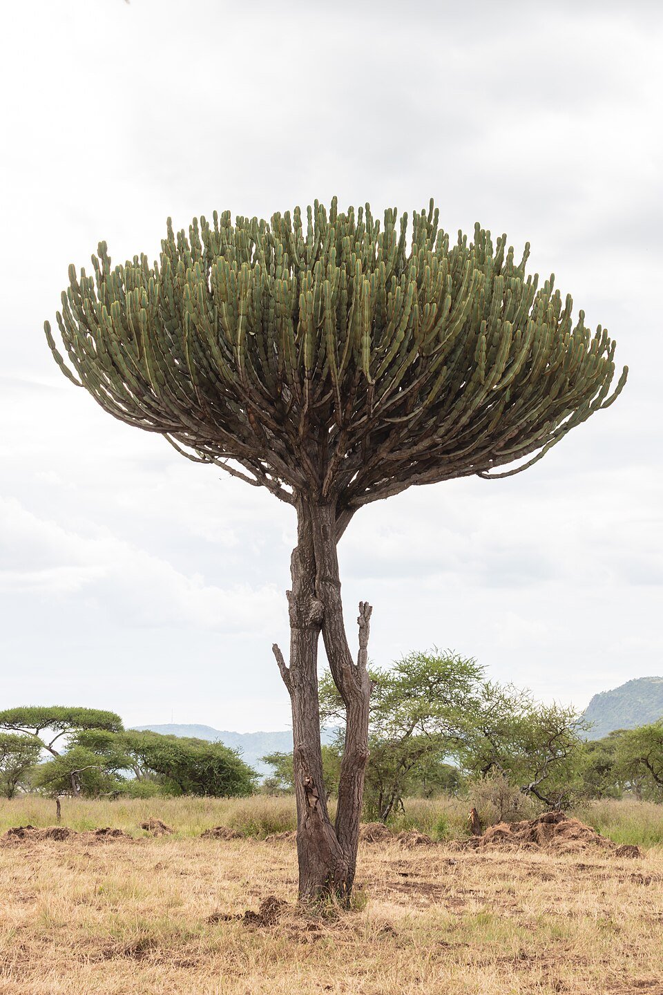 African Candelabra Tree