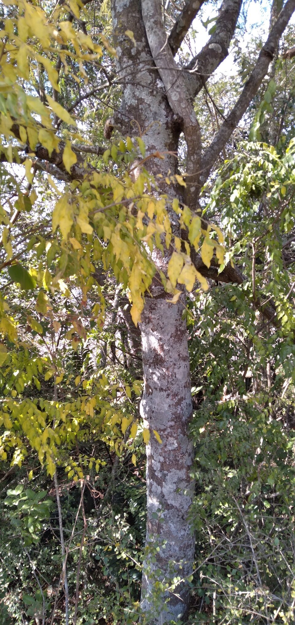 African Cherry