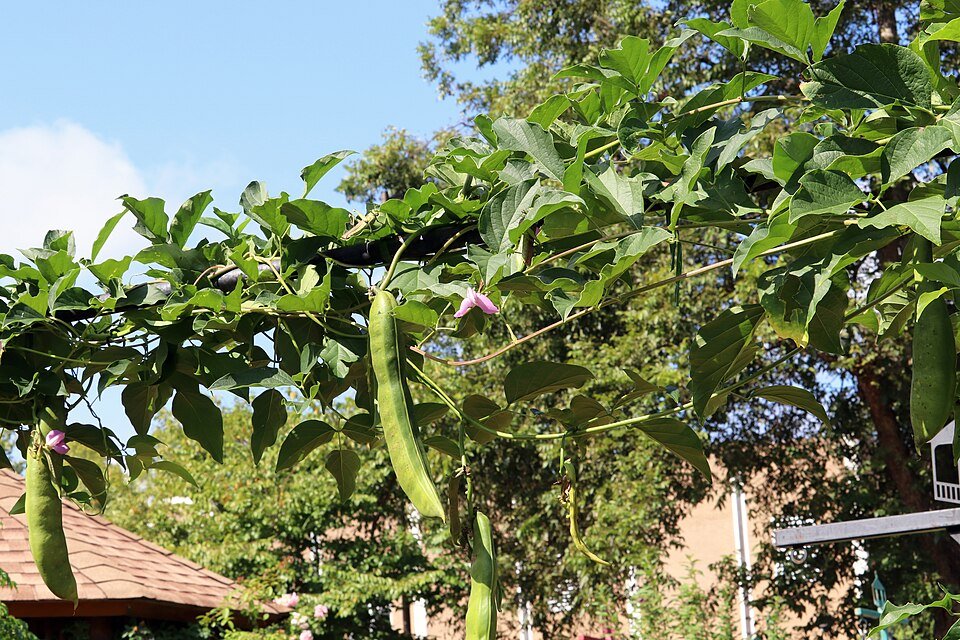 African Climbing Legumes