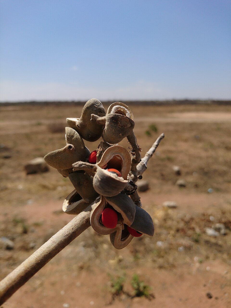 African Coral Tree