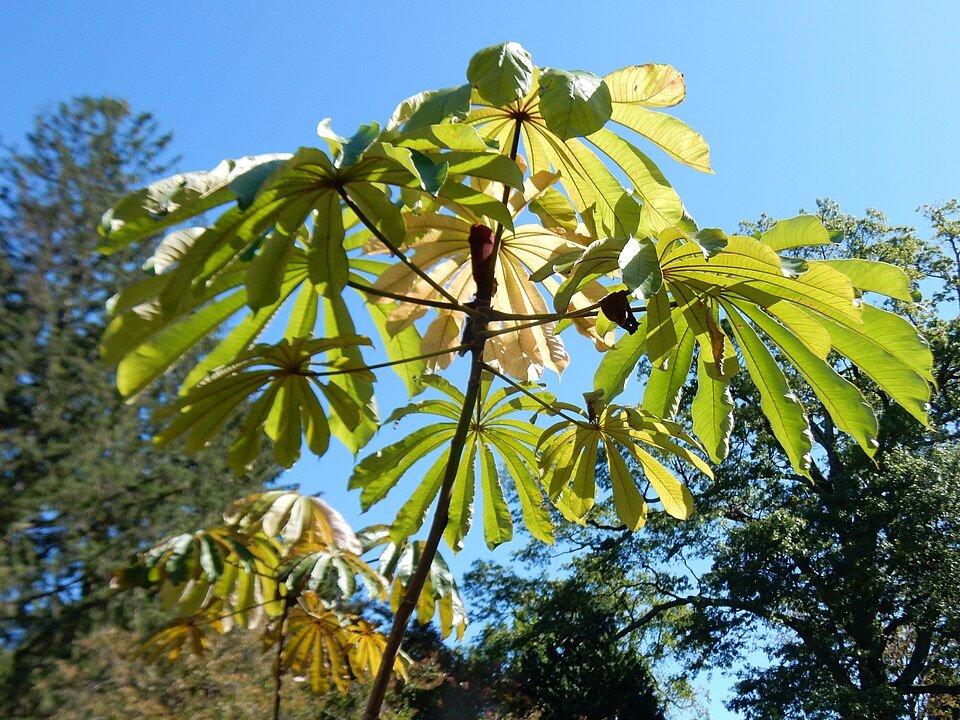 African Corkwood