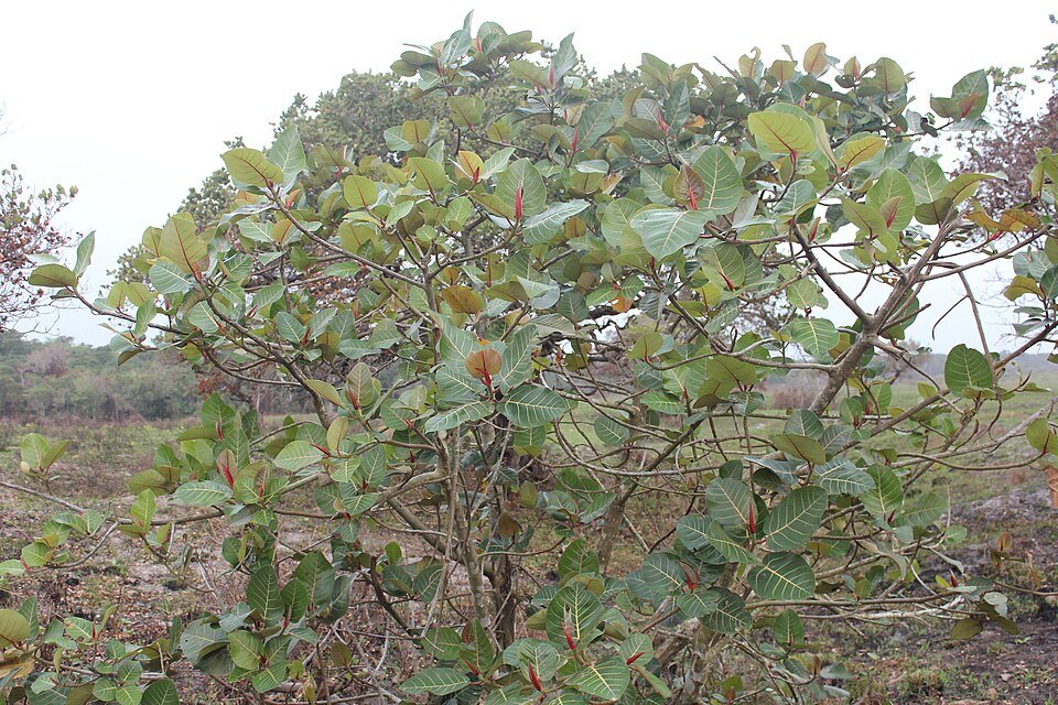 African Cotton Tree