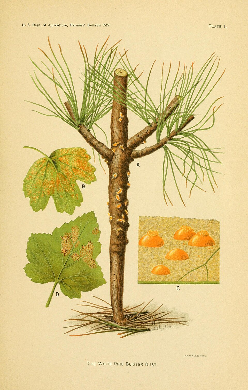 African Currants