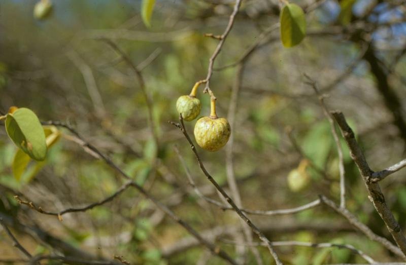 African Custard Apple