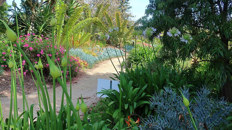 African Cycads