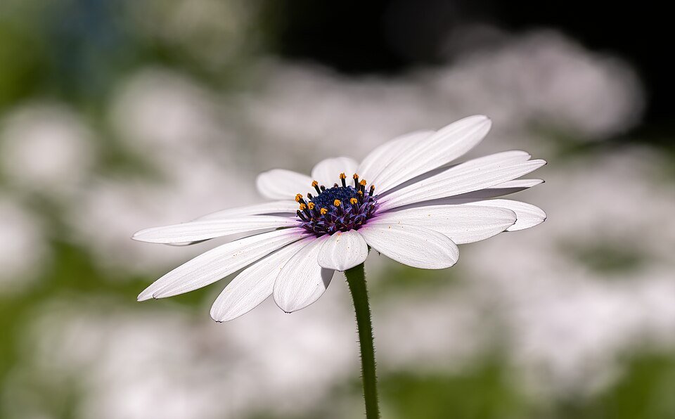African Daisy