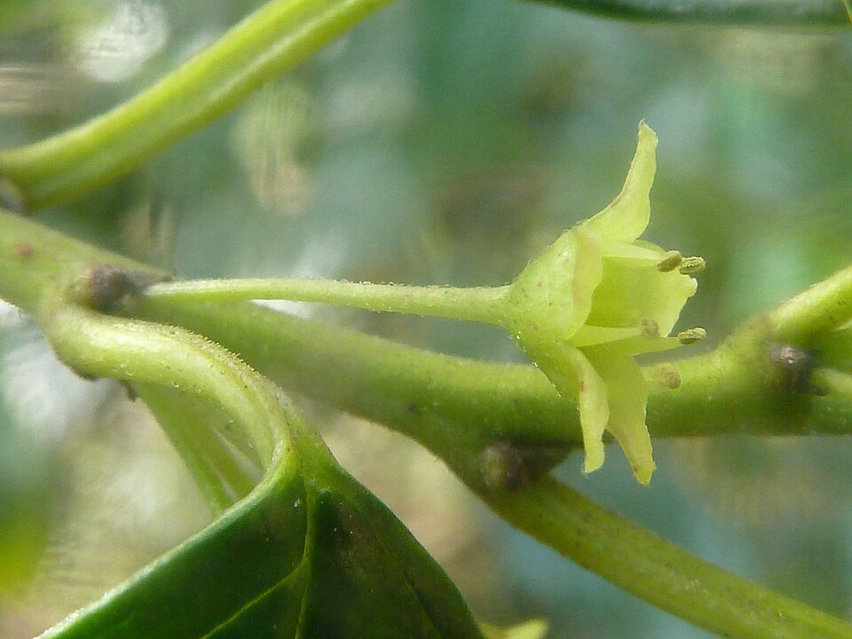 African Dogwood