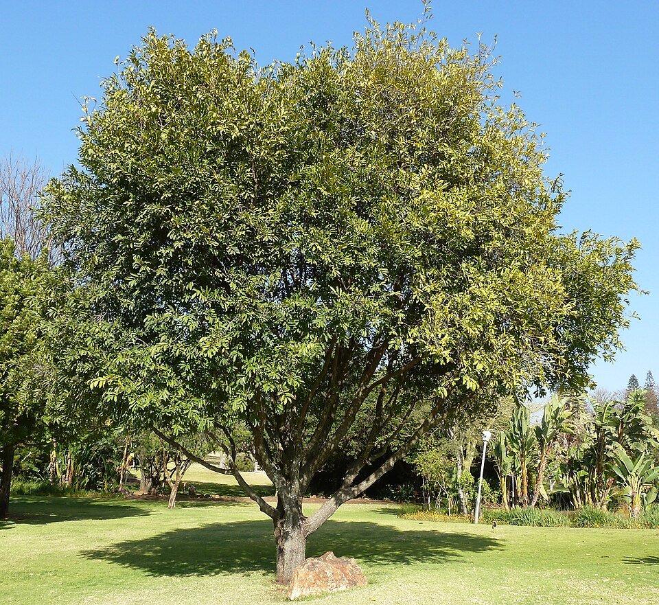 African Ebony