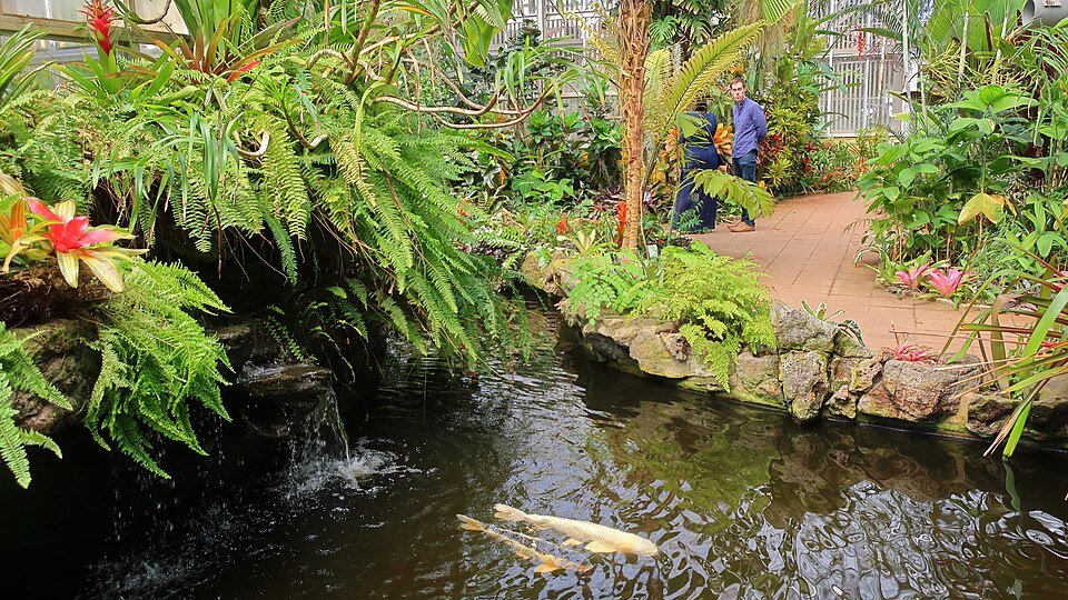 African Endemic Ferns