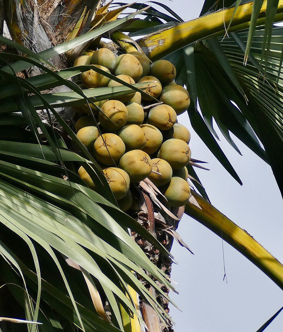 African Fan Palm