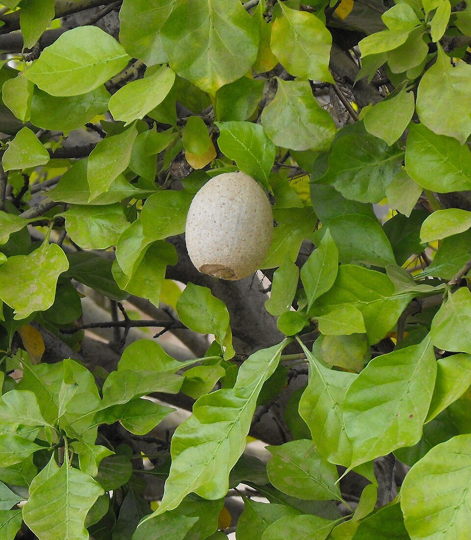 African Gardenia