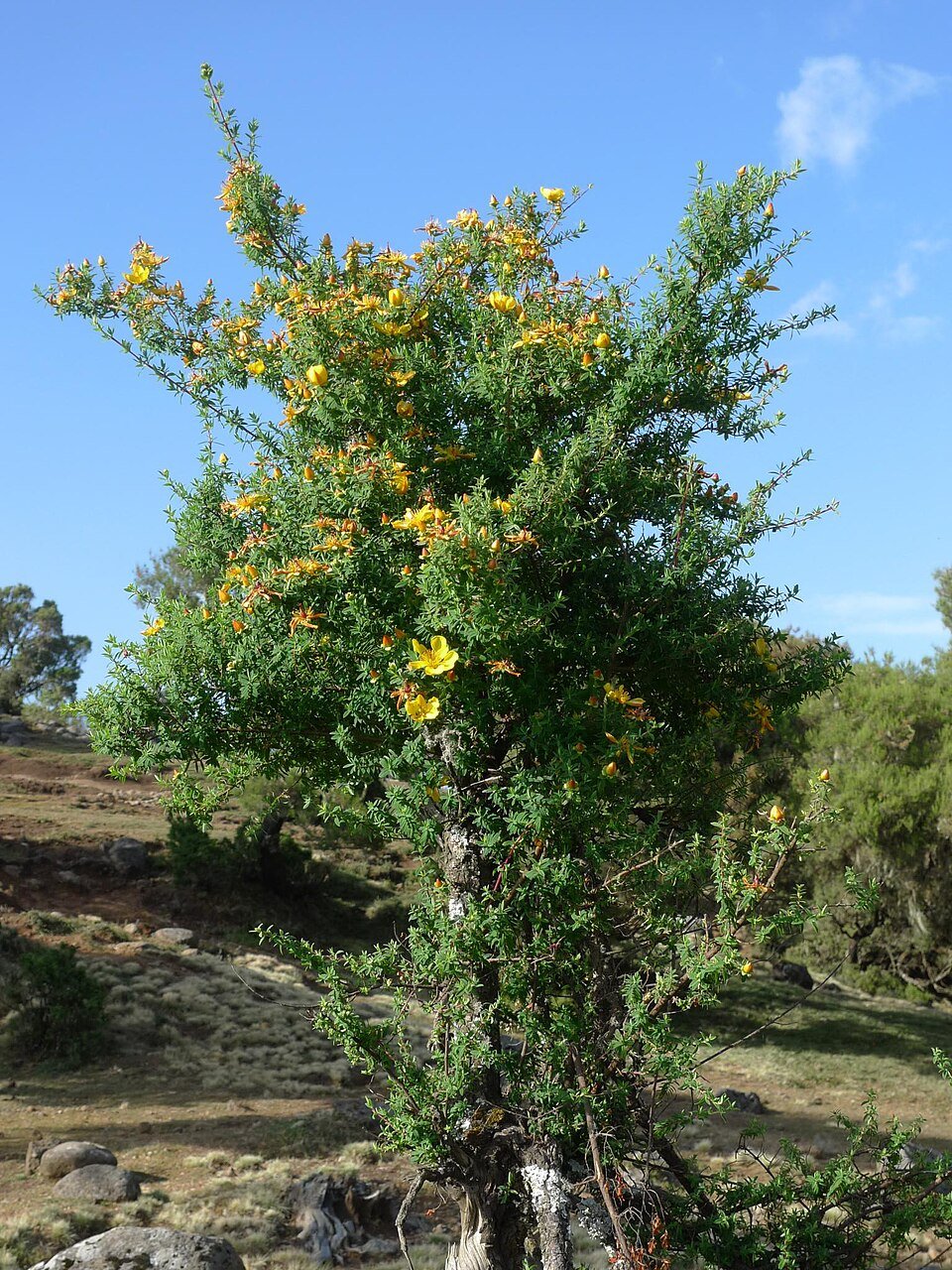 African Giant St John's Wort