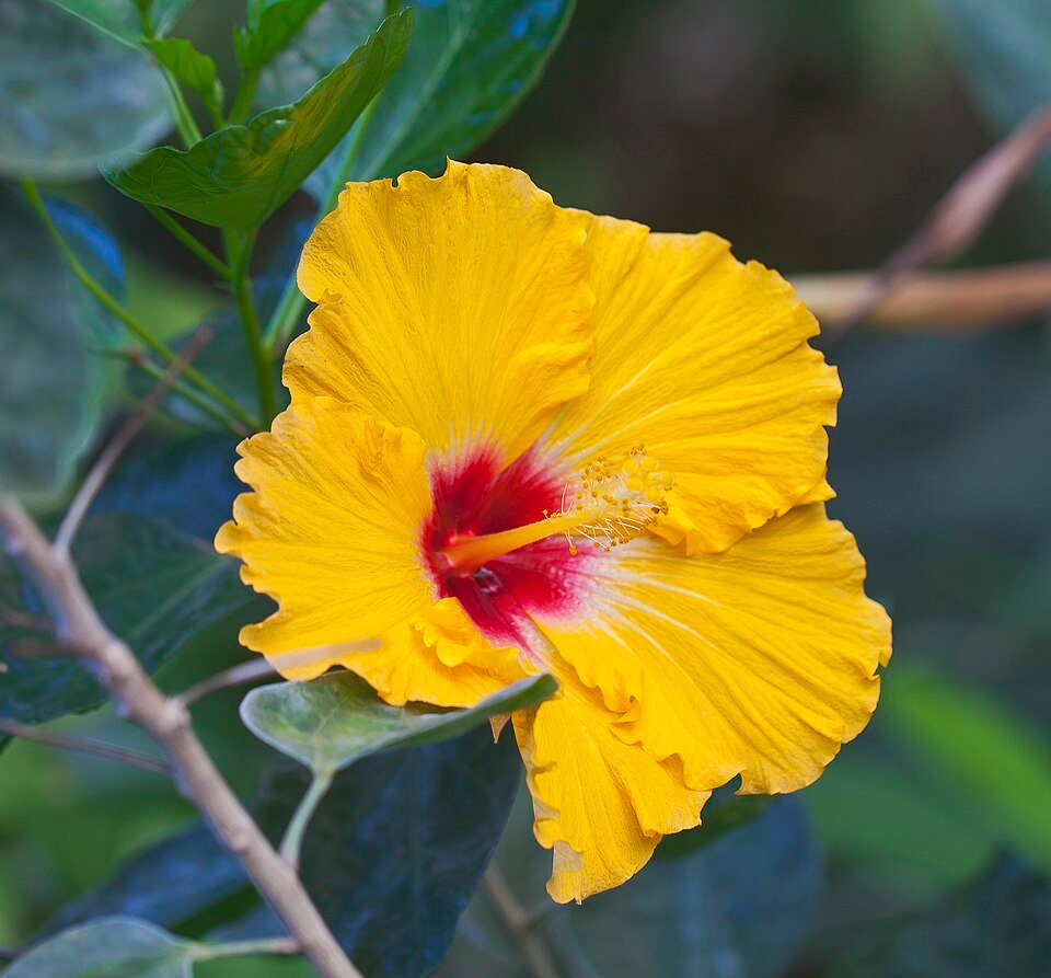 African Hibiscus
