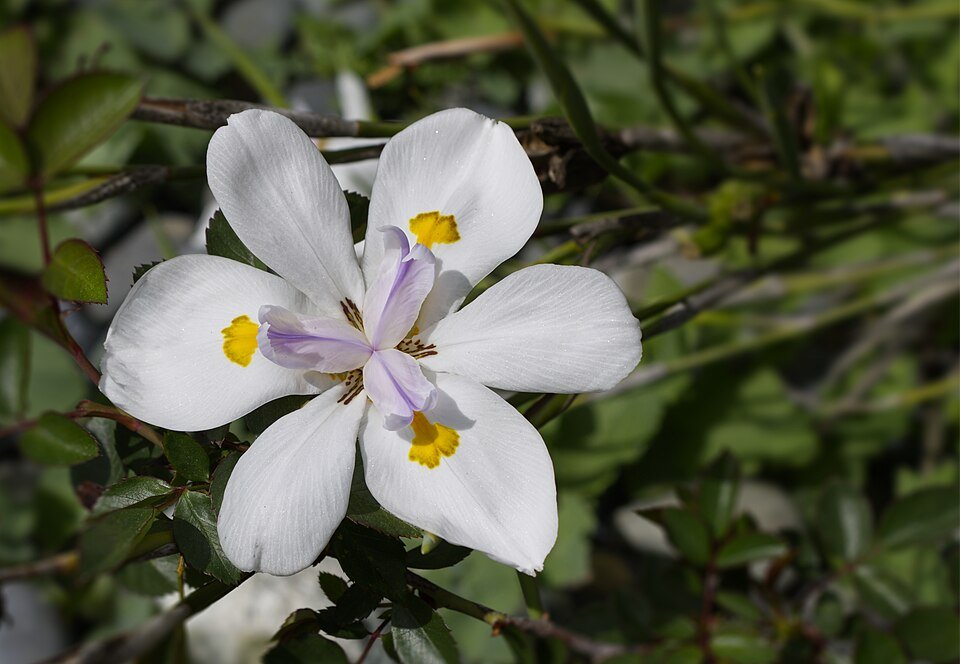 African Iris