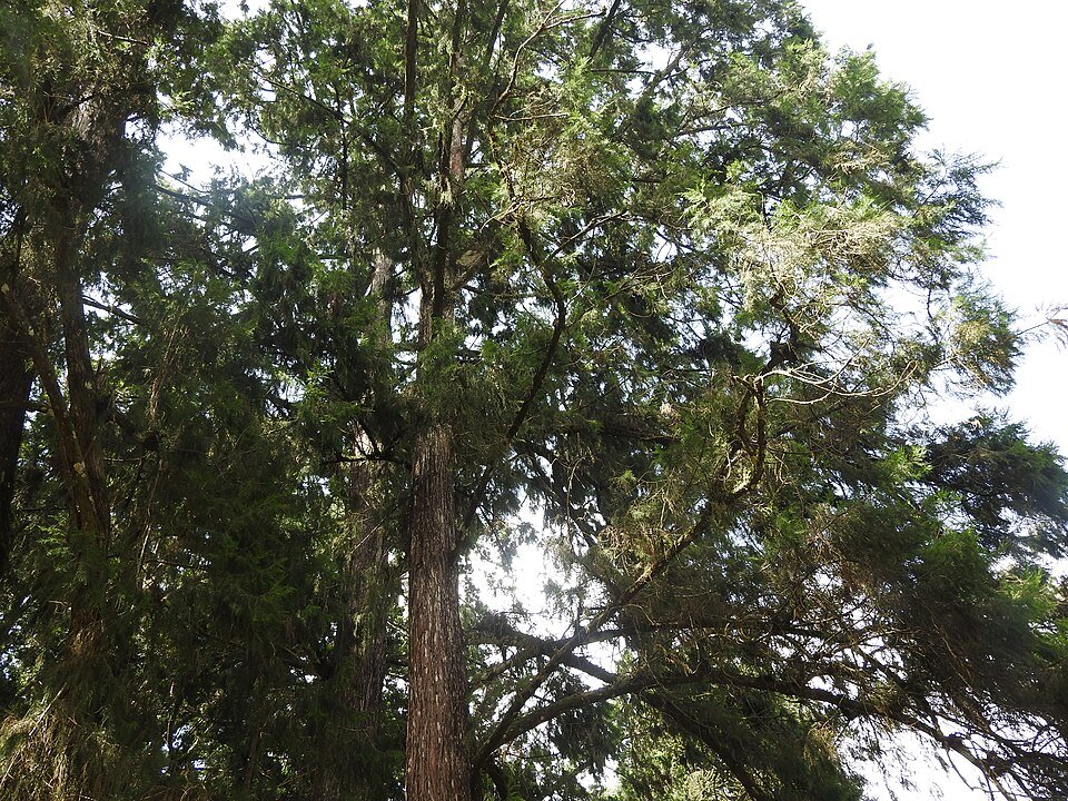 African Juniper