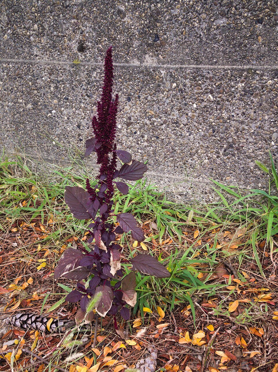 African Leafy Vegetables