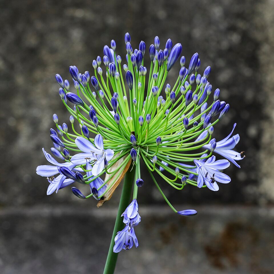 African Lily