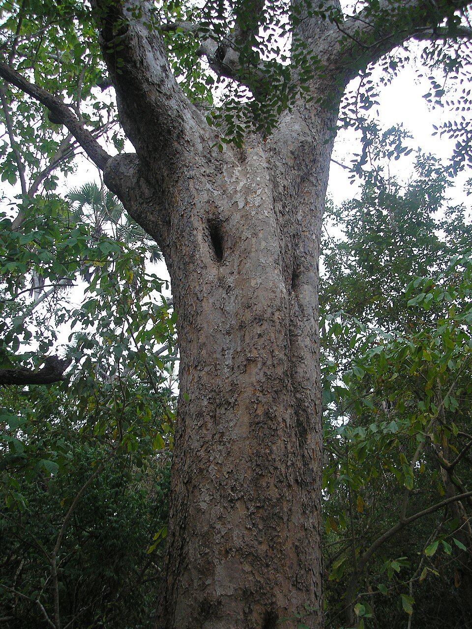 African Mahogany