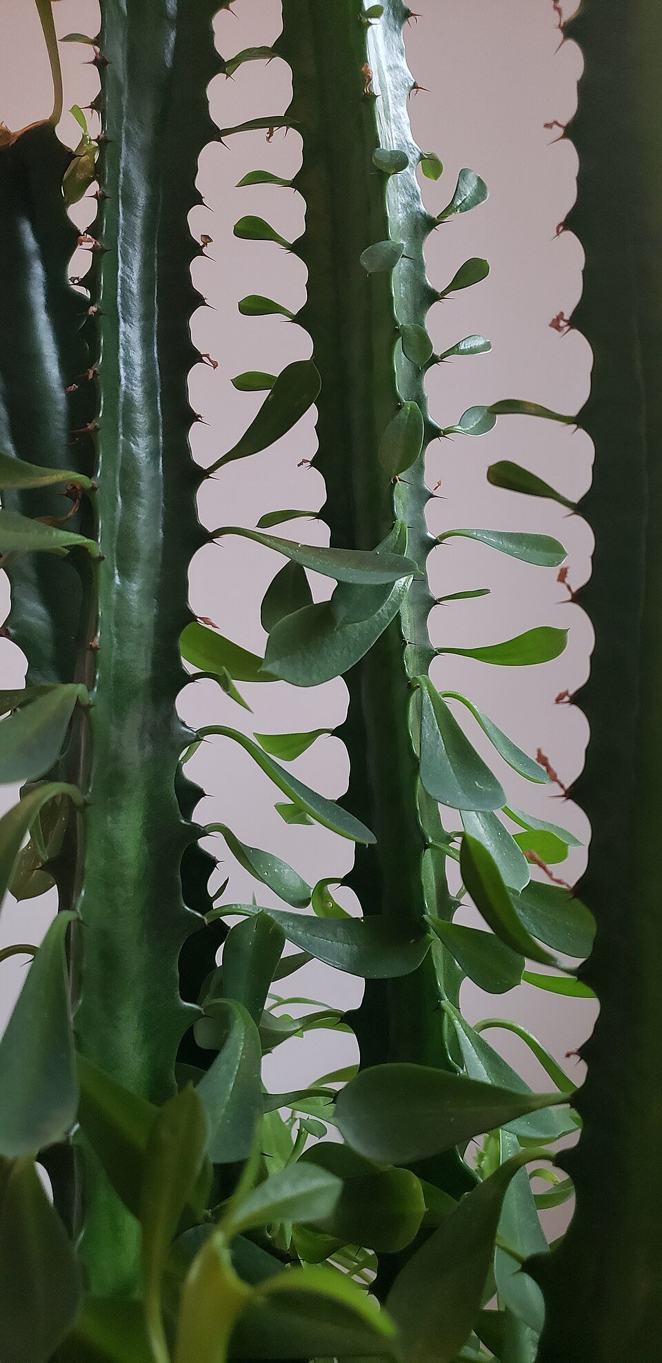 African Milk Tree