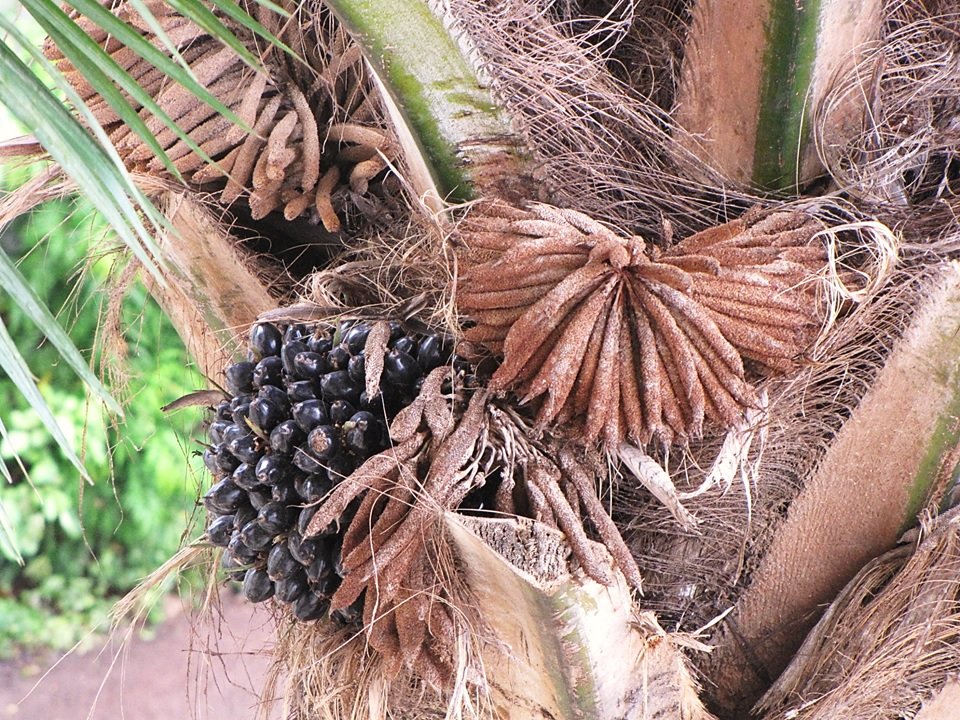 African Oil Palm
