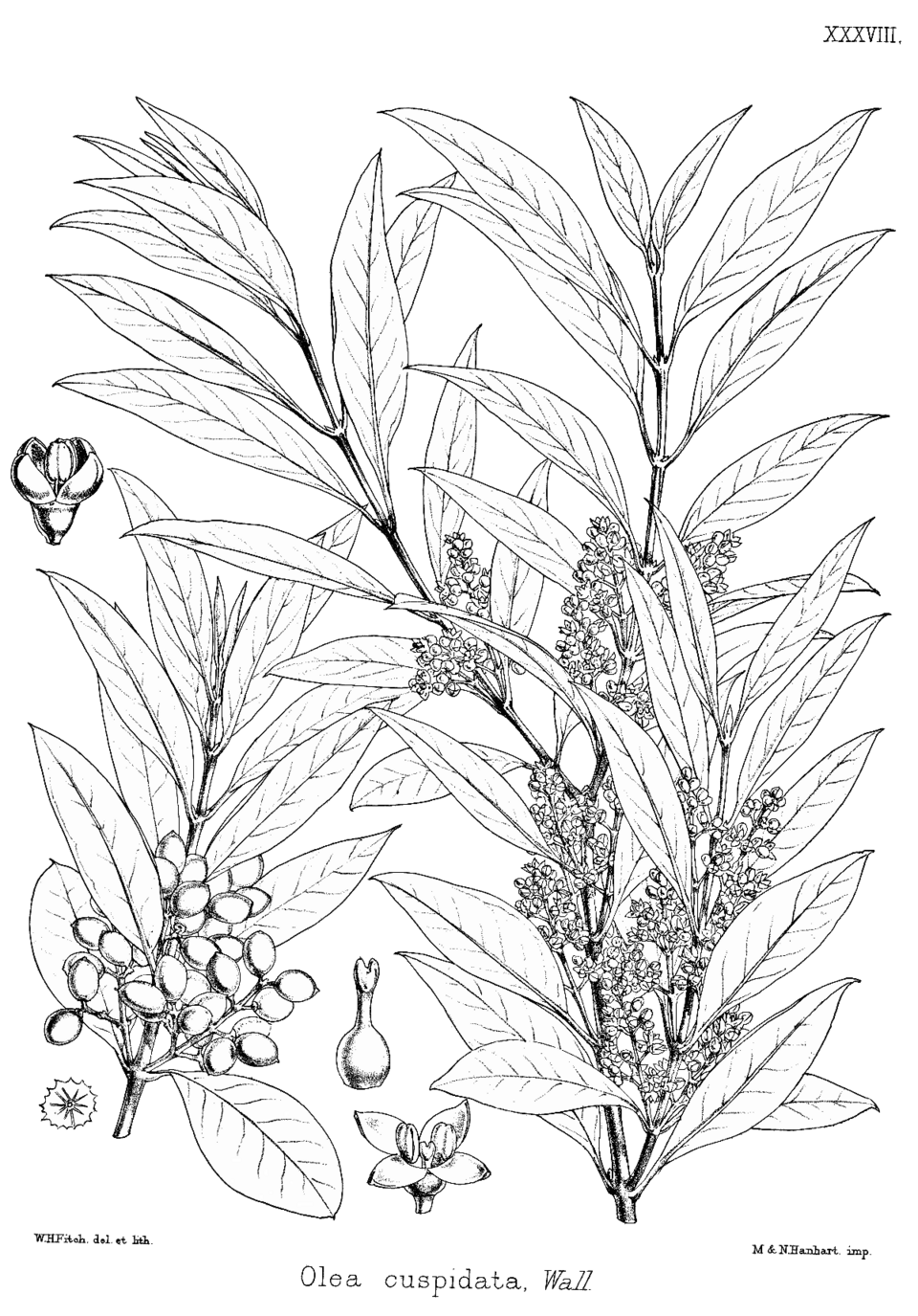 African Olive