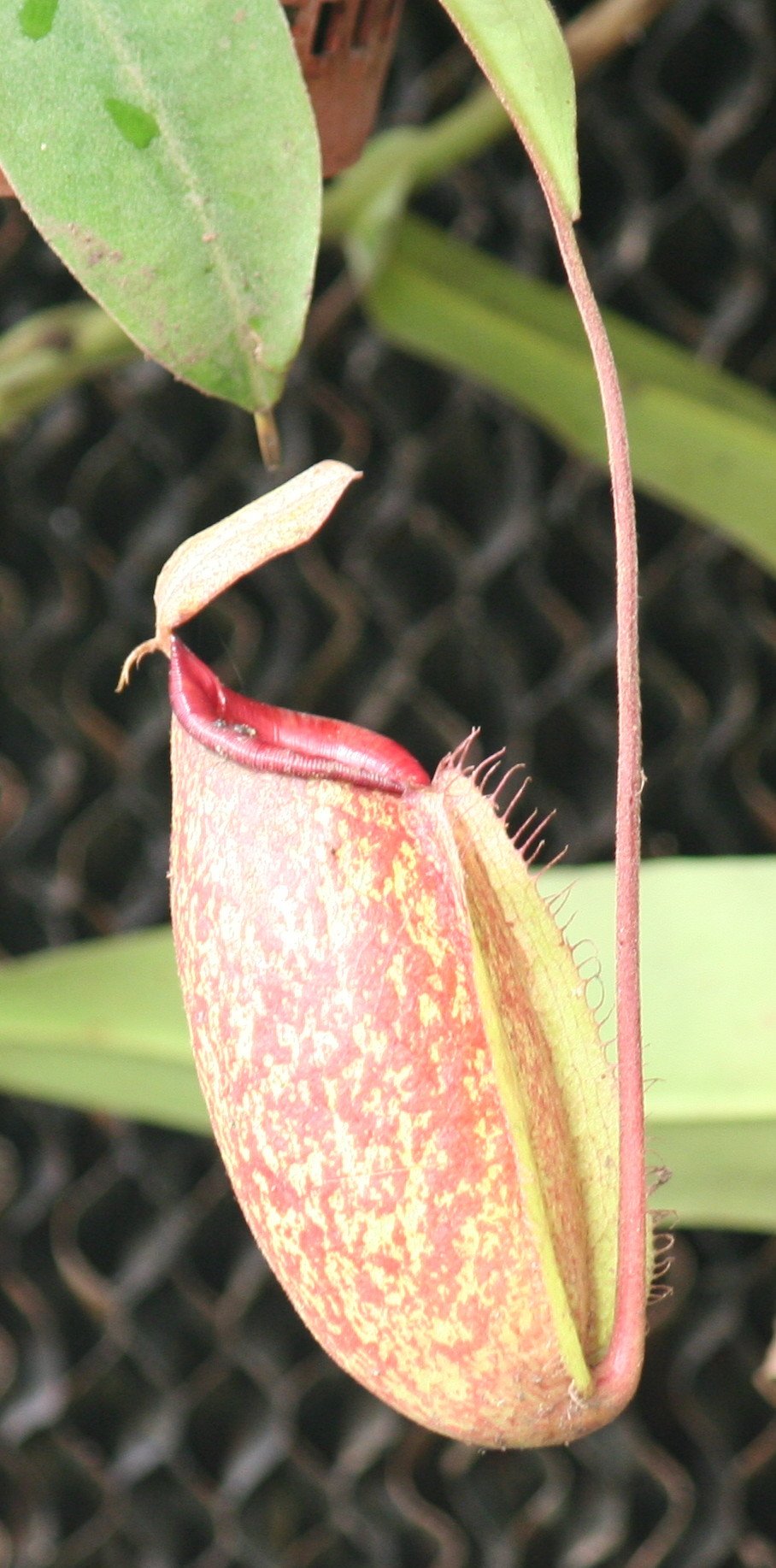 African Pitcher Plants