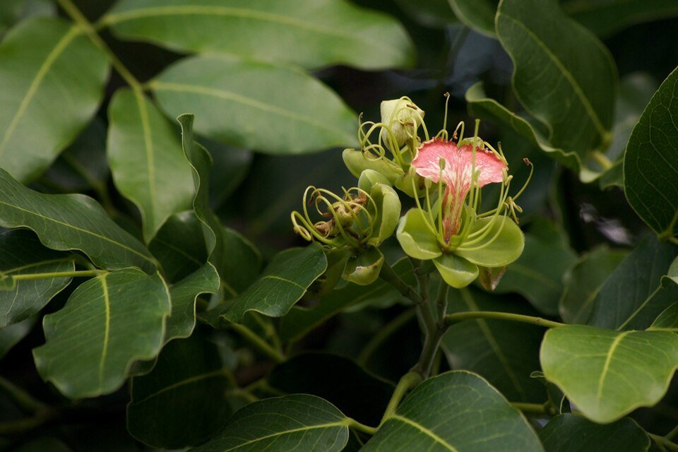 African Pod Mahogany