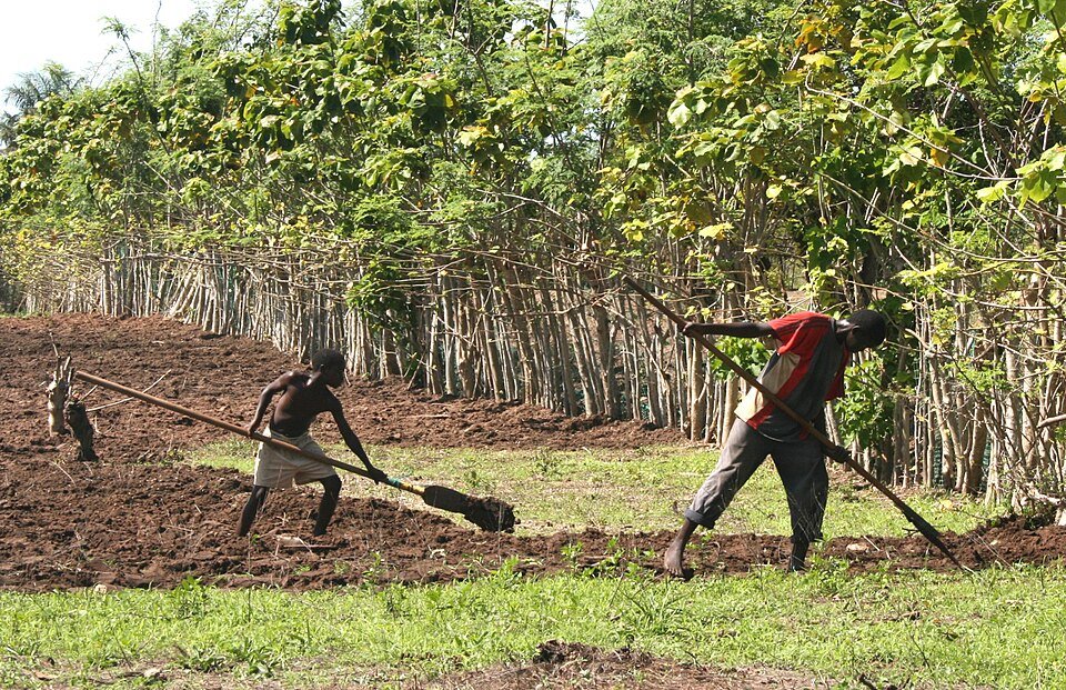 African Rice