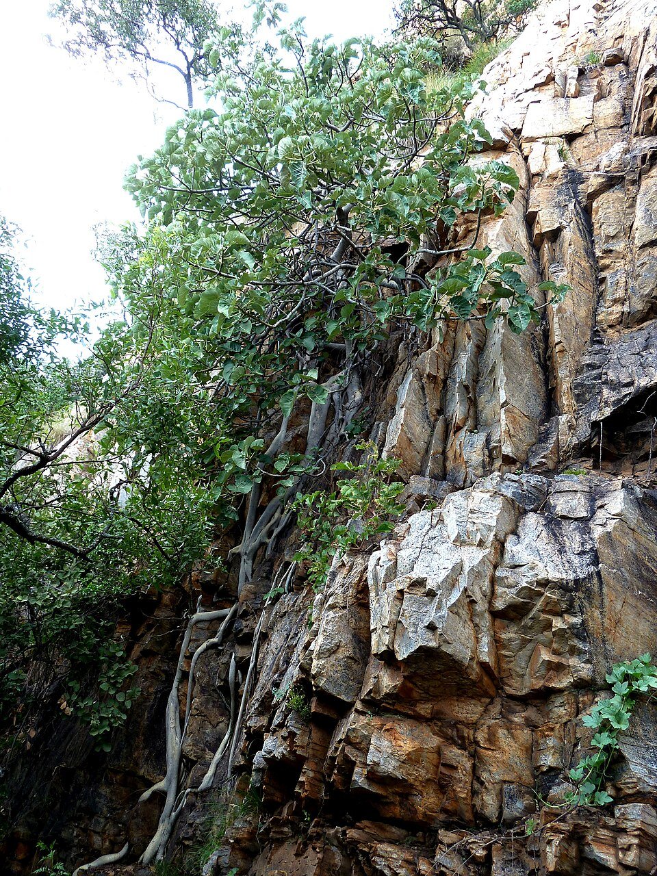 African Rock Fig
