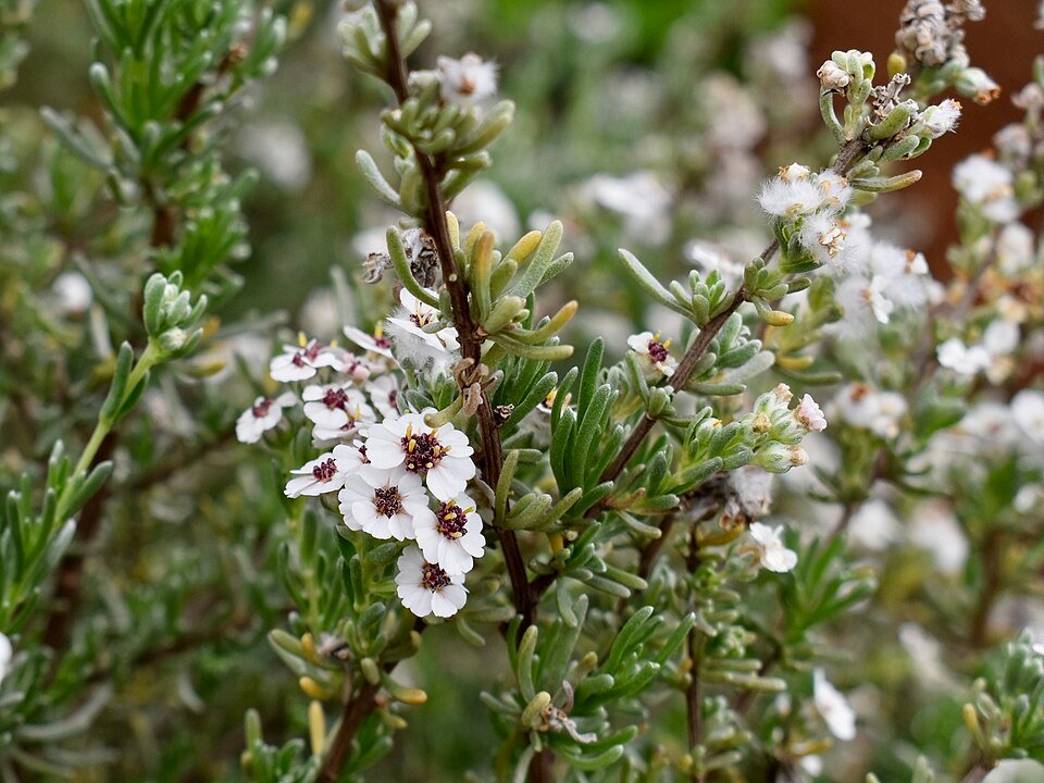 African Rosemary Relatives