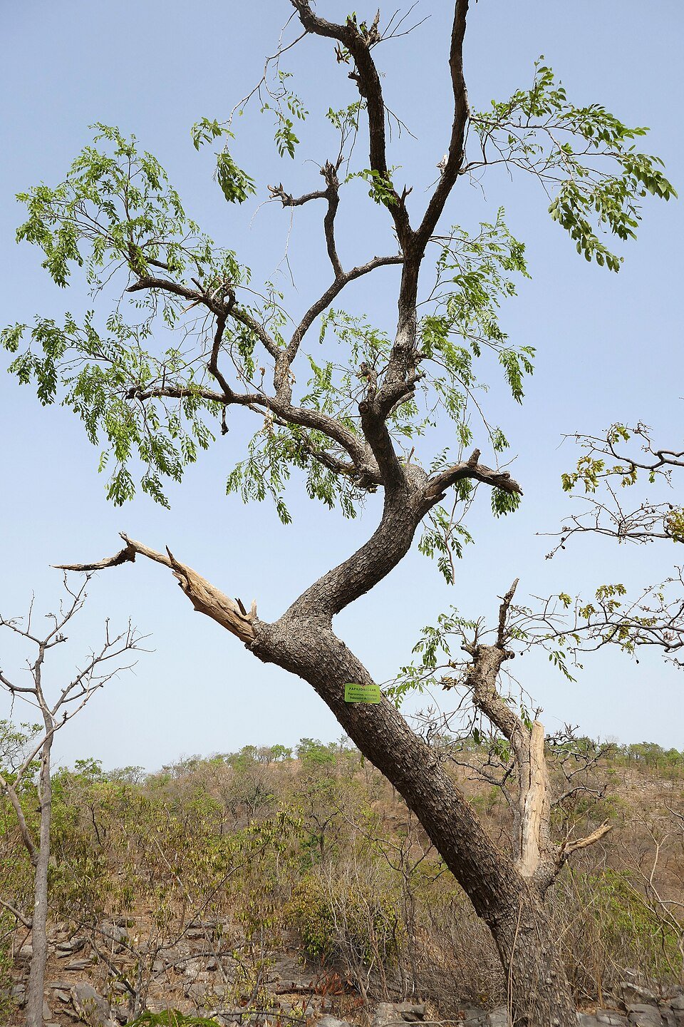 African Rosewood