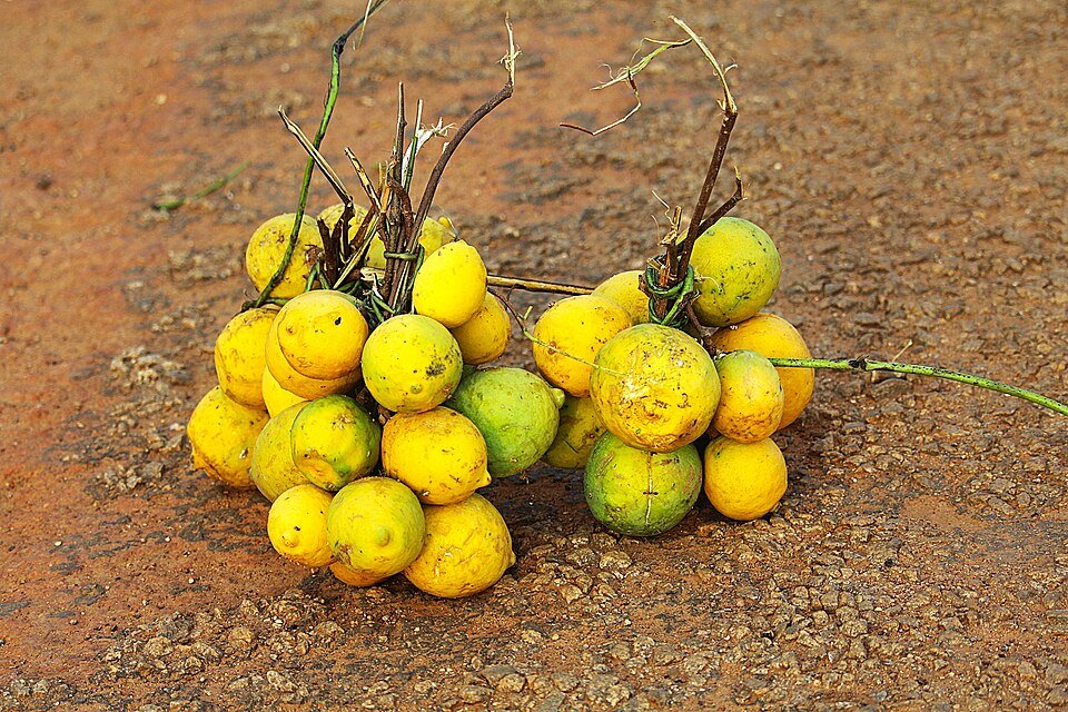 African Rubber Vine