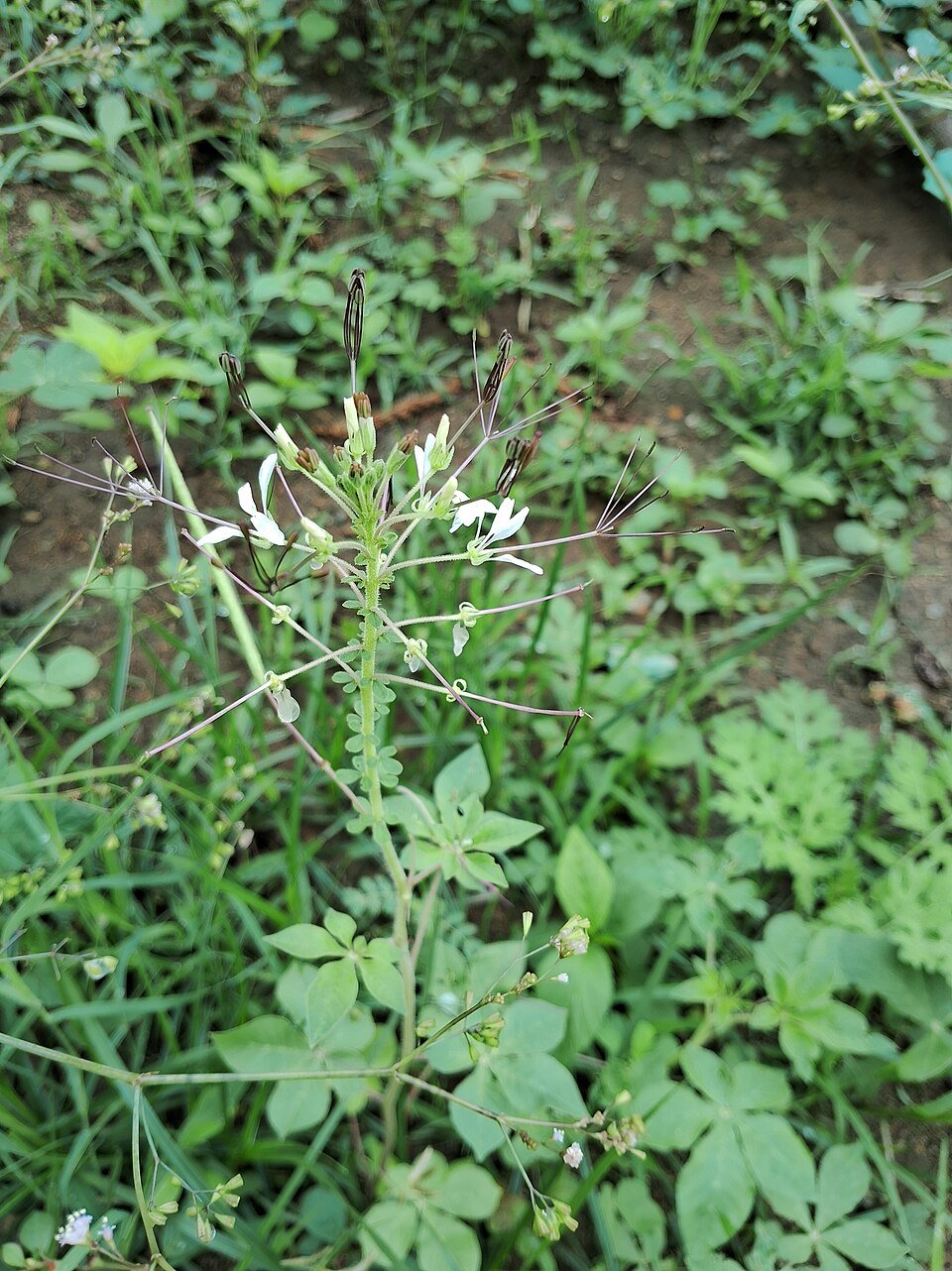 African Spider Plant