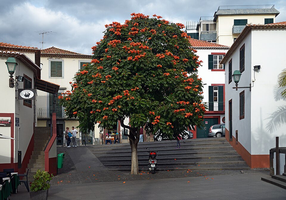 African Tulip Tree