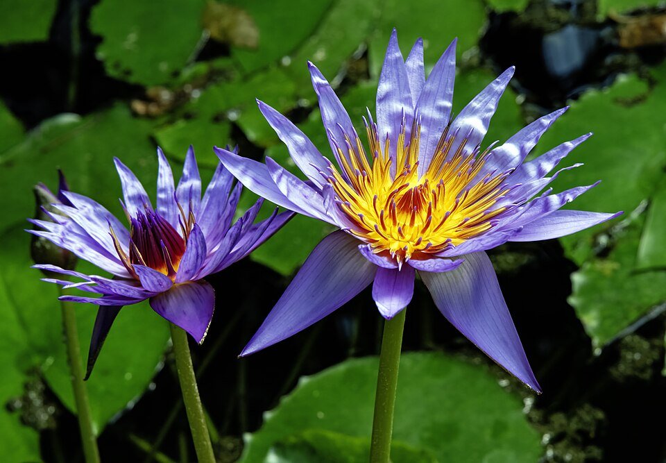 African Water Lily