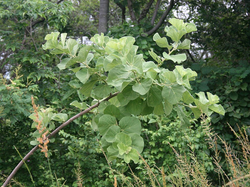 African Wild Pear