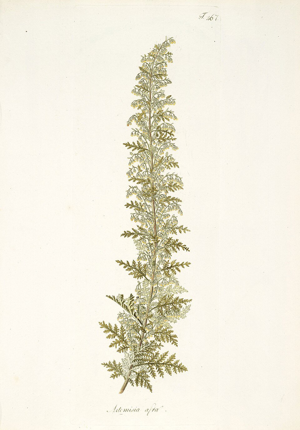 African Wormwood