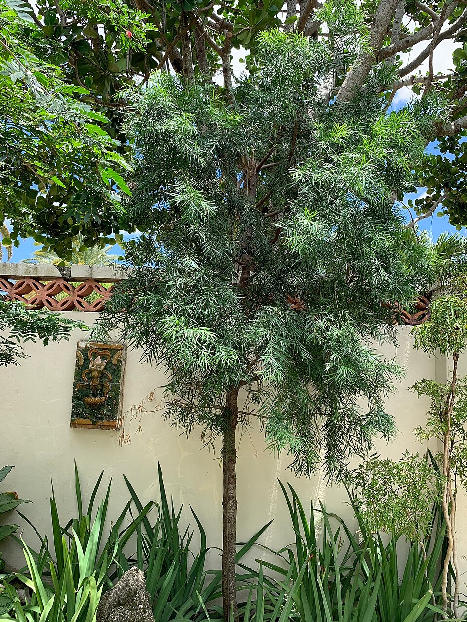 Afrocarpus