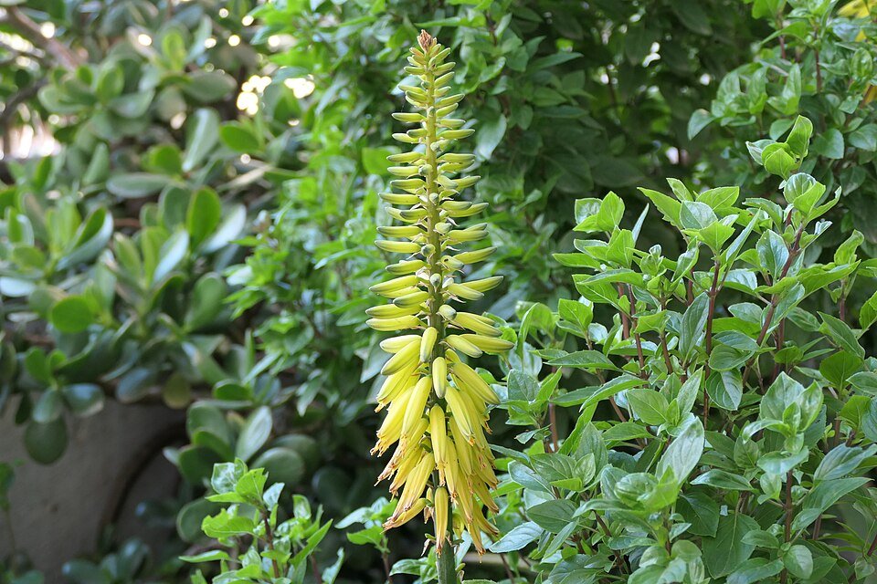 Aloe