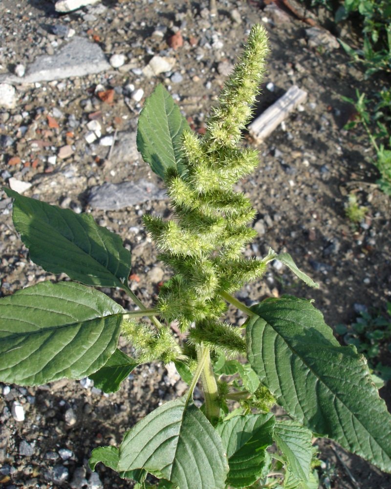 Amaranth