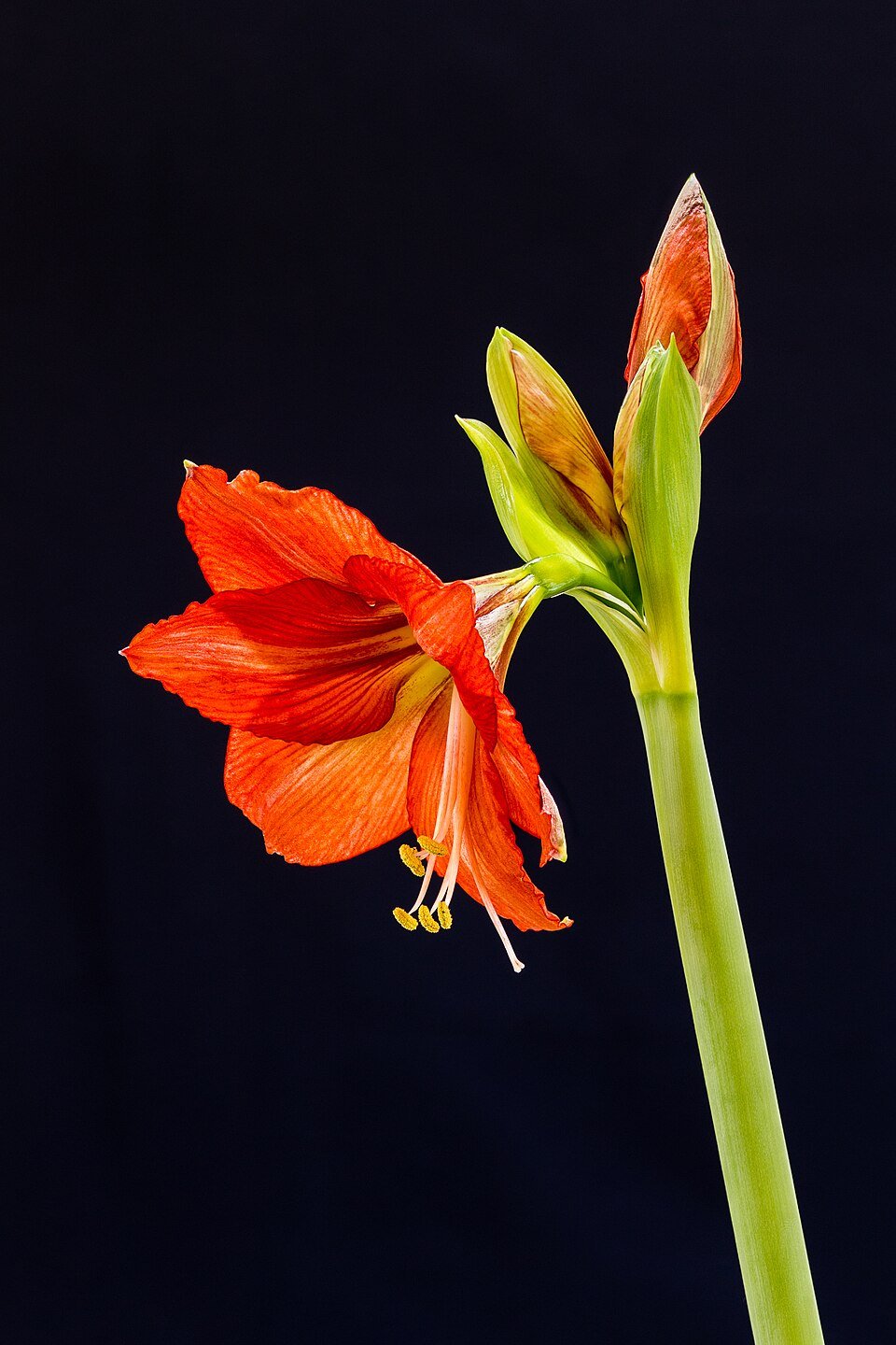 Amaryllis