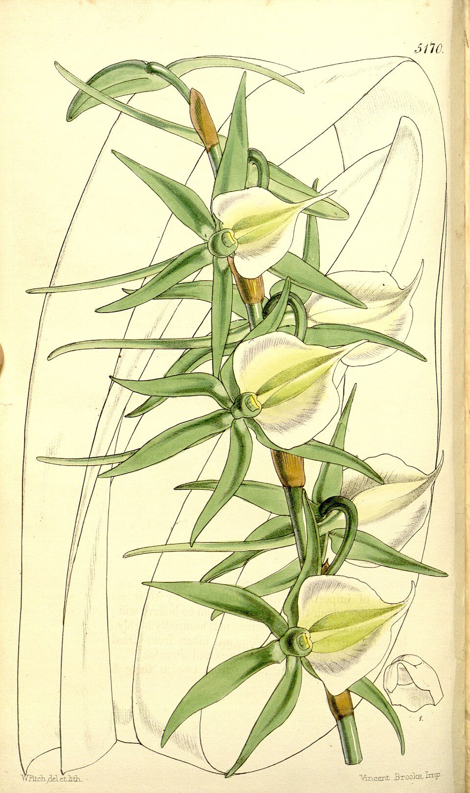 Angraecum