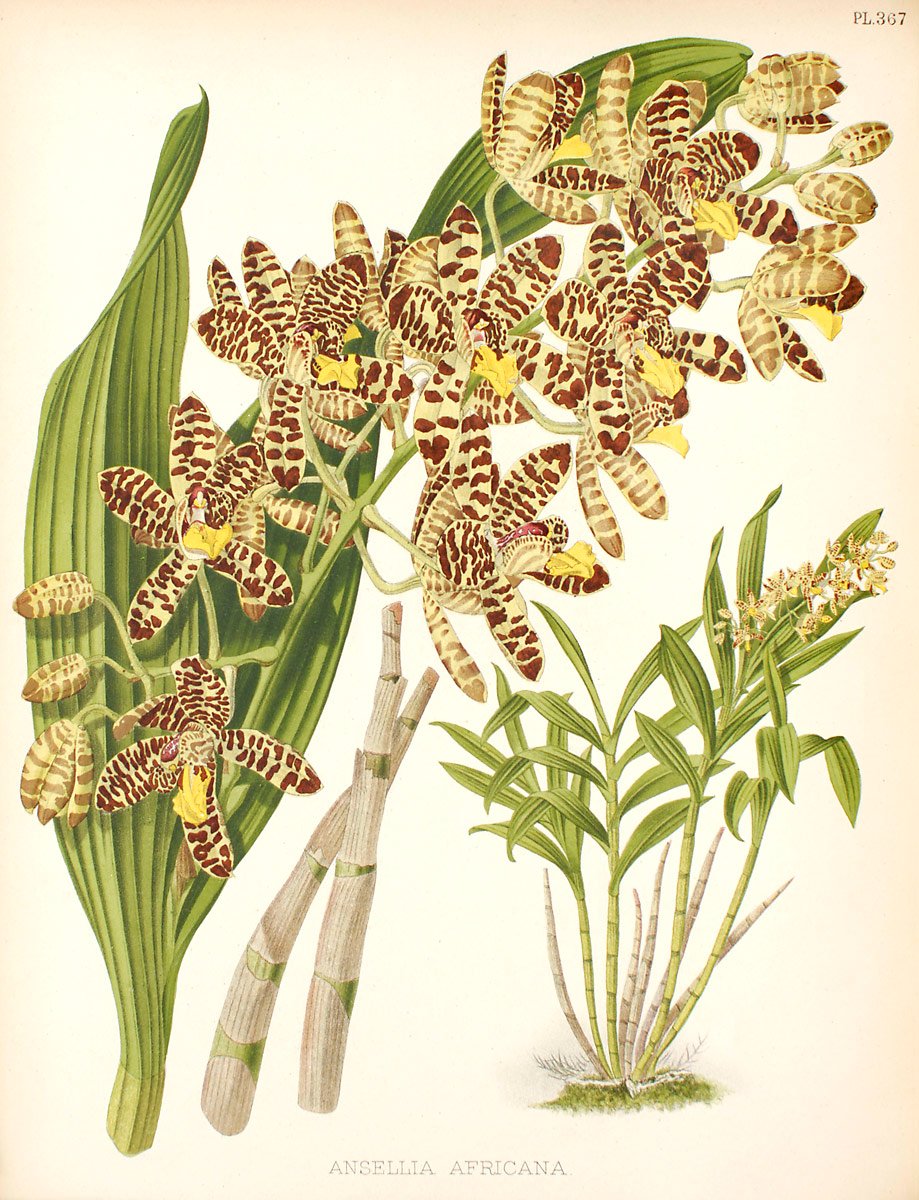 Ansellia