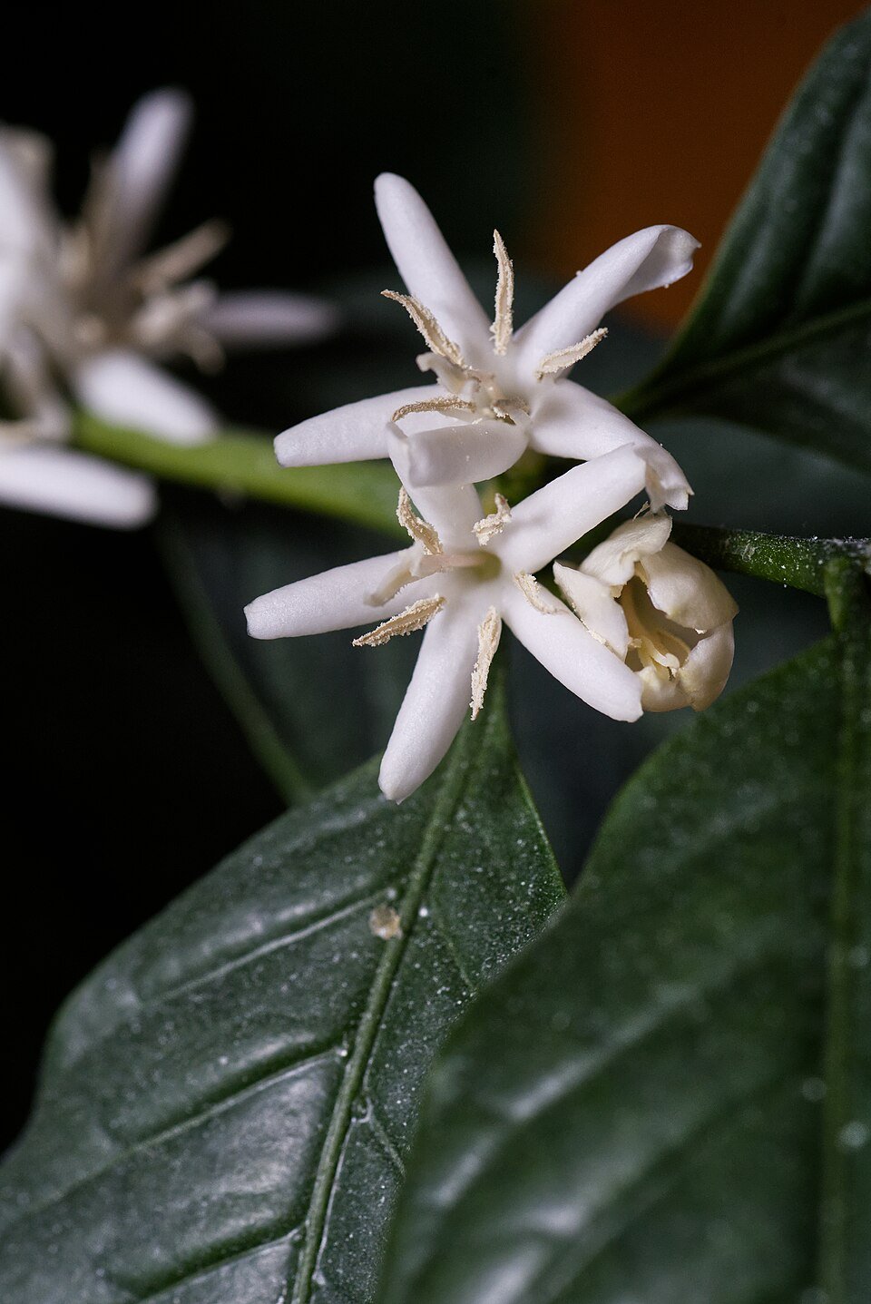 Arabica Coffee