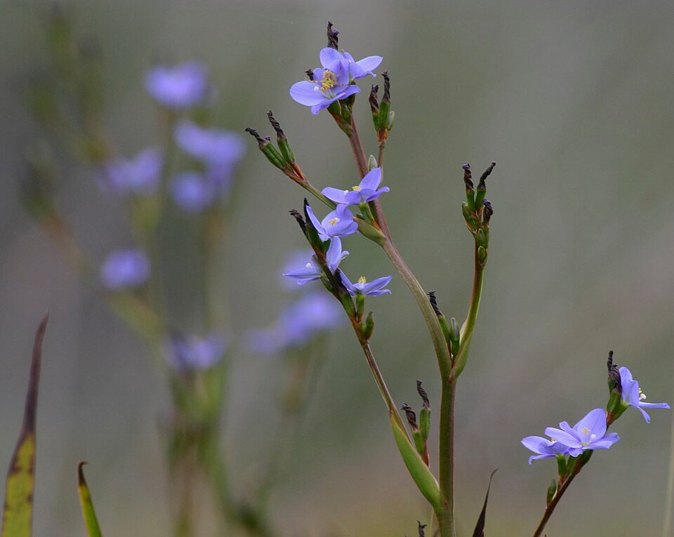 Aristea