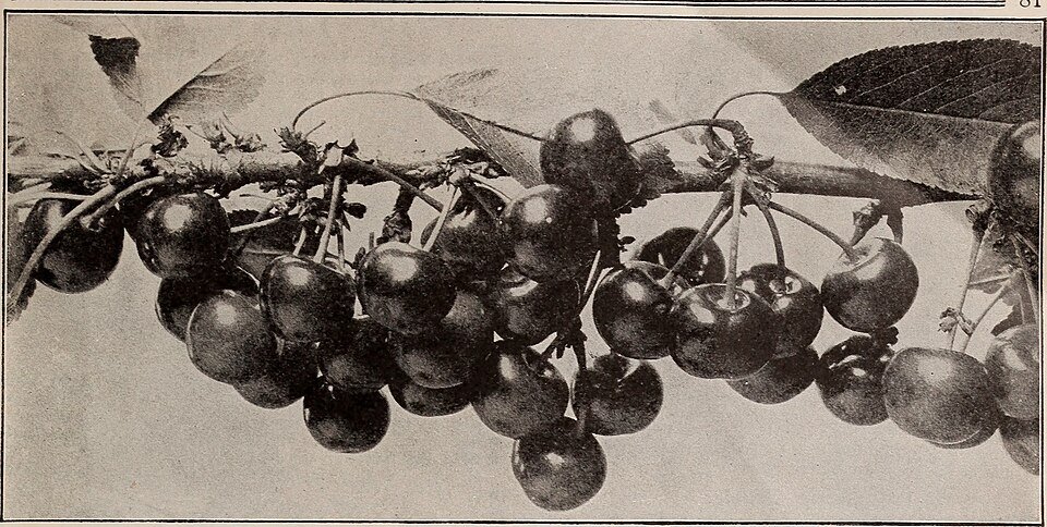 Aromatic Shrubs