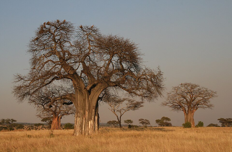 Baobab Fibre Plants