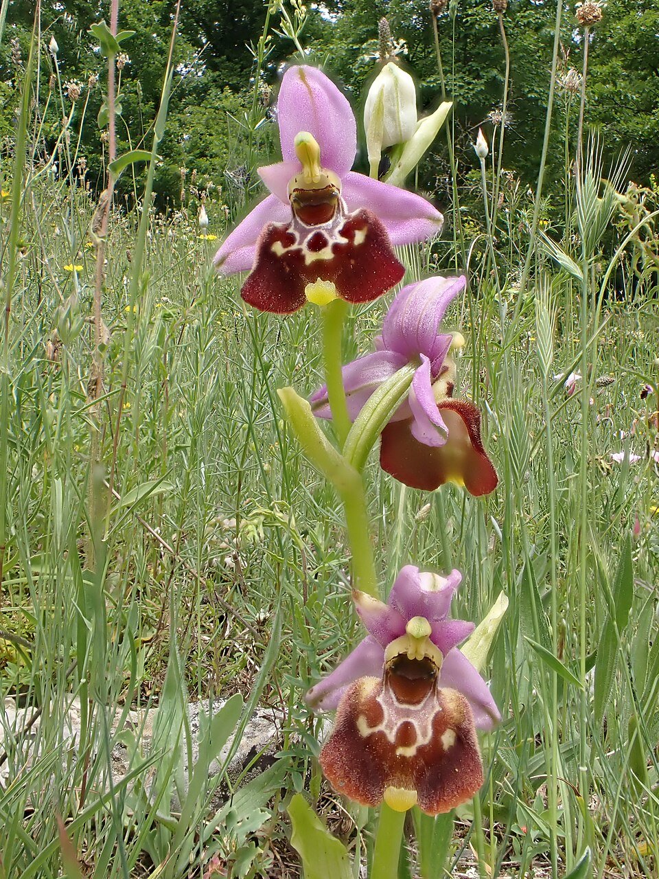 Bee Orchids